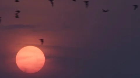 Steady Close Up Shot Of Bat Colony Flying Through Frame In Focus As Sun Stock Footage 127898013