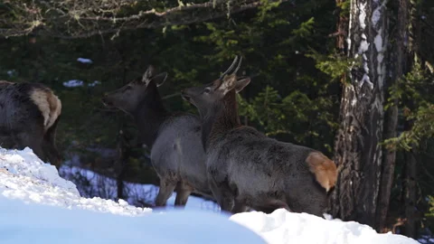 Steady deer herd moves through dense snowy forest Stock Footage 322040637