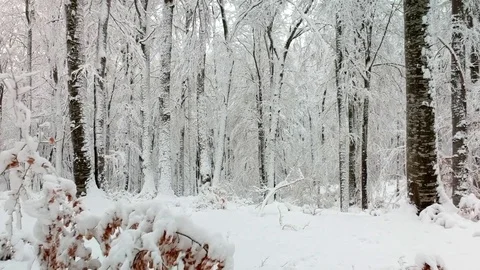 Steady drone flight in the snowy forest. Stock Footage 84992150