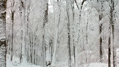 Steady drone flight in the snowy forest. Stock Footage 85027673