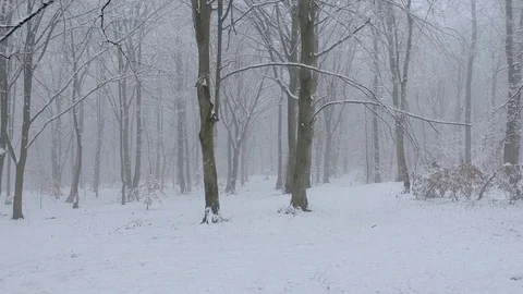 Steady Drone flying in the snowy forest Stock Footage 84585818