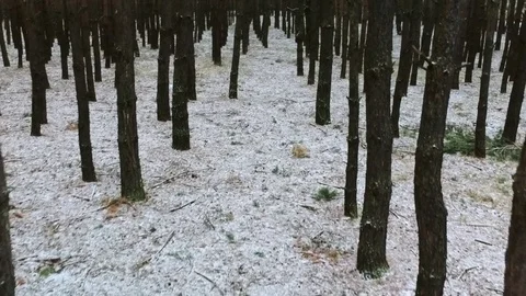 Steady Drone flying in the snowy forest while tilting camera Stock Footage 84714004