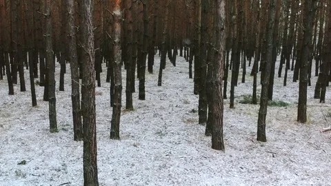Steady Drone flying in the snowy forest while tilting camera Stock Footage 84718650