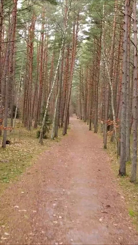 Steady drone motion through wooded path, Vertical 9:16. Stock Footage 322021998