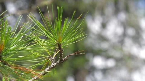 Steady extreme close-up shot of larch needles. Dolomites, Italy. HD Stock Footage 154553128