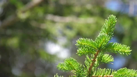 Steady extreme close-up shot of pine needles. Dolomites, Italy. HD Stock Footage 154553182