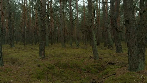 Steady flight in the forest Stock Footage 89931670