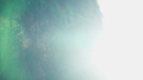 Steady focused shot of an old tree trunk in the middle of the forest with moss Stock Footage 139716186