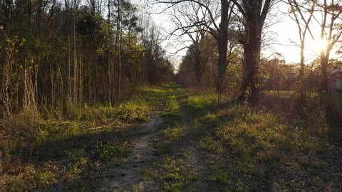 Steady footage flying forest path atv sunset glints 4K 動画素材 86888184
