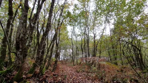 Steady forward motion in an autumnal forest Stock Footage 221406150