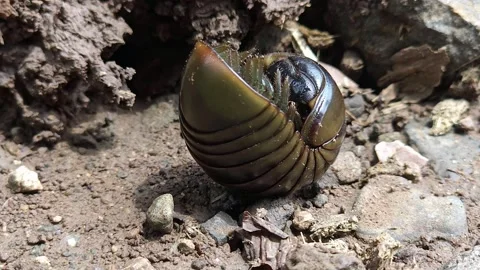 Steady Forward Motion of Half-Rolled Millipede: A smooth, segmented dark brown c Video stock 346279941