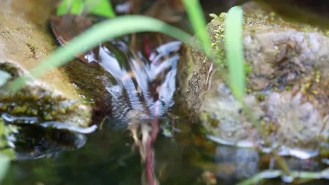 A steady freshwater streaming between green rocks Video stock 138561141