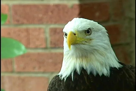 Steady Gaze of a Bald Eagle Bird of Prey Stock Footage 141665