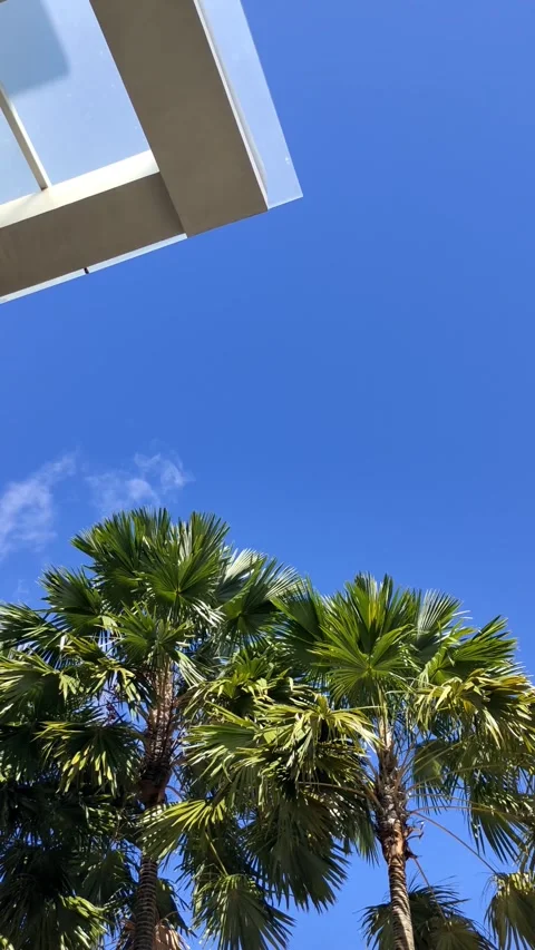 Steady Handheld Swaying Palm Tree Leaves Against Clear Blue Sky Background Stockbeeldmateriaal 274304302