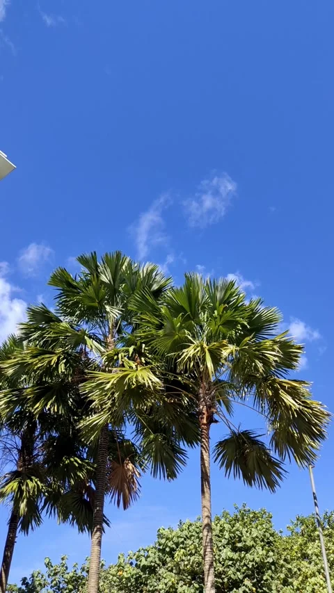 Steady Handheld Swaying Palm Tree Leaves Against Clear Blue Sky Background Stockbeeldmateriaal 274304350