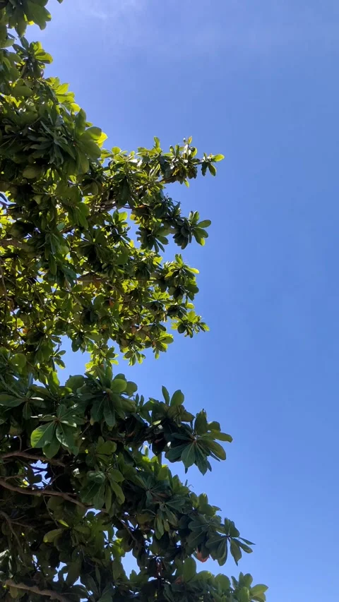 Steady Handheld Swaying Tree Leaves Against Clear Blue Sky Background Stockbeeldmateriaal 274304384