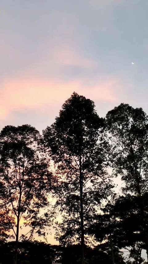 A steady handheld video capturing the silhouette of trees against a red suns Stockbeeldmateriaal 278957941