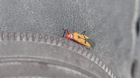 Steady Insect on Wobbly Surface Stock Footage 290169650