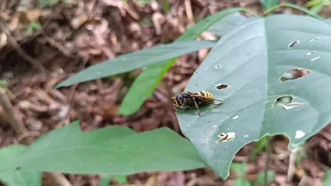 Steady Macro of a Yellow Wasp Resting on a Green Leaf Stockbeeldmateriaal 332029982