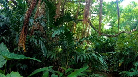 A steady pan shot of the Rain-forest on the jungle island of St. Kitts Stock Footage 120704858