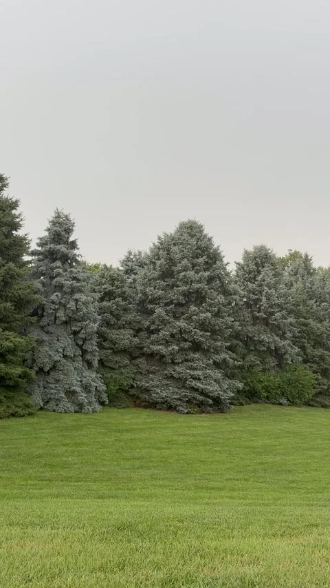 Steady Rain Falling Over Evergreen Trees (Vertical) Stock-Footage 338251860