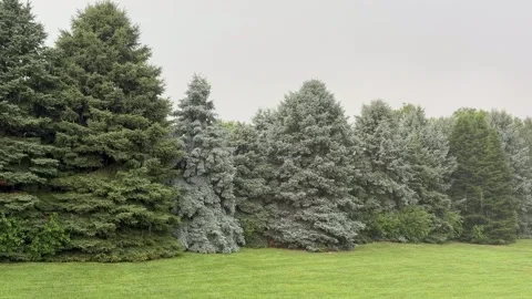 Steady Rain Falling Over Pine Trees Stock-Footage 338251617