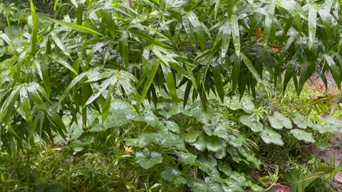 Steady Rain Stock Footage 148896650