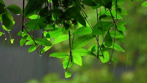 Steady rain under hanging vines Stock-Footage 320589017