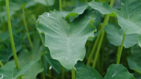 Steady Rainfall Hitting Heart-Shaped Taro Leaf and Rolling Down in Field Stock Footage 347269170