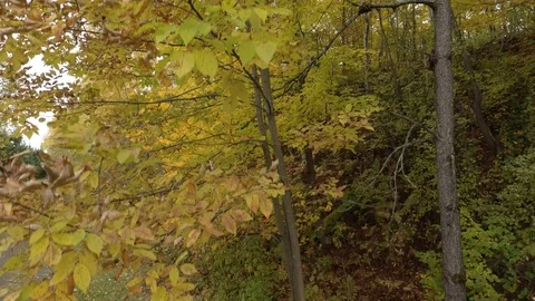 Steady rising shot along a tree with closeby leaves in autumn Stock Footage 119215989