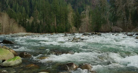 Steady river in surrounding forest Video stock 150340588