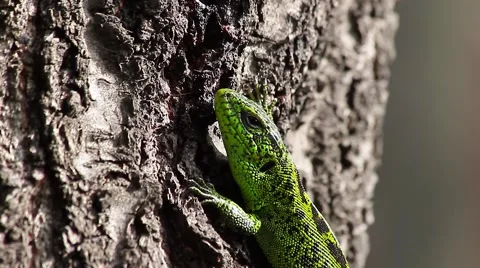 Steady Sand Lizard on tree, Lacerta agilis Stock-Footage 43073928