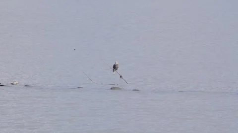 A steady shot of a bald eagle perched on a branch with sea lions peeking Stock Footage 291842944