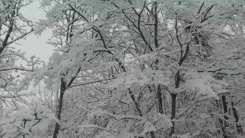 Steady shot of dense forest trees covered in heavy white winter snow Stock Footage 342243276