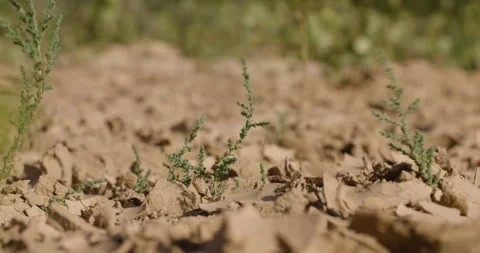 Steady shot of dried river bed with plats blowing in the wind. Vídeos de archivo 291936908