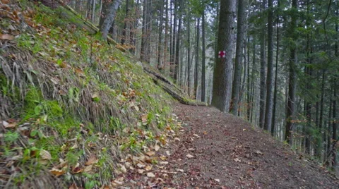 Steady shot in the forest Stock Footage 62081938