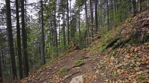 Steady shot in the forest Stock Footage 62082108