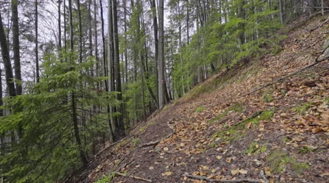 Steady shot in the forest Stock Footage 62082234