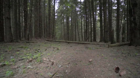 Steady shot in the forest Stock Footage 62082390