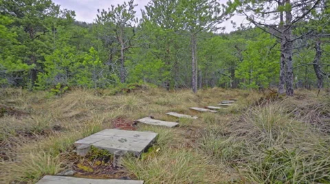 Steady shot in the forest Stock Footage 62082751