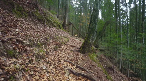 Steady shot in the forest Stock Footage 62082968