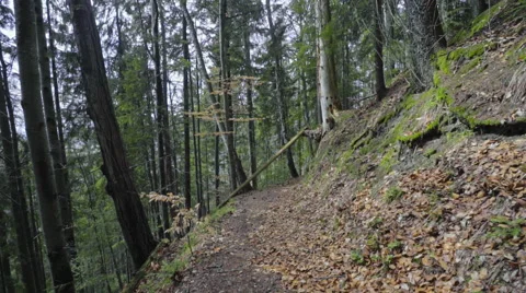 Steady shot in the forest Stock Footage 62083064