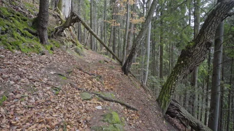 Steady shot in the forest Stock Footage 62083141