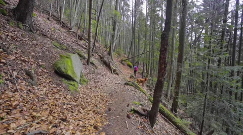 Steady shot in the forest Stock Footage 62083507