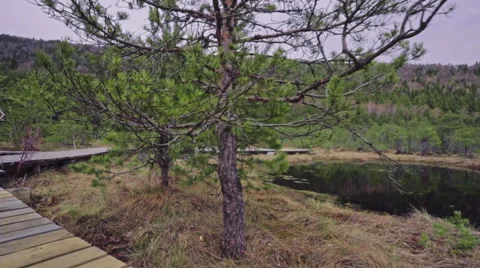 Steady shot in the forest Stock Footage 62083554