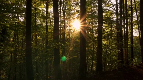 Steady shot in the forest. Nature background Stock Footage 80661152