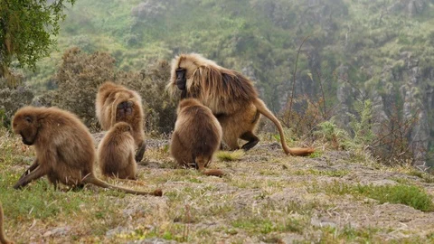 Steady shot of a group of gelada baboons roaming around the highlands of Video stock 120728067