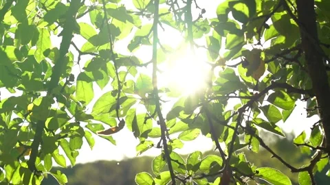 Steady shot of leafs moving with dramatic sunshine behind them at the park Vídeos de archivo 141519491