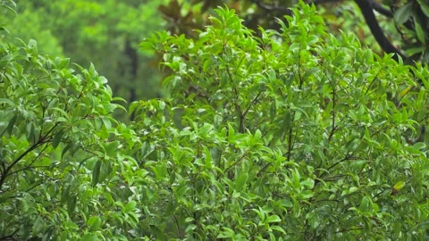 Steady shot of lush green tree branches swaying during a light spring rain Stock Footage 342223895