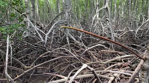 Steady shot mangroves forest trees branch outdoor daytime. Peace and calm Video stock 255930184